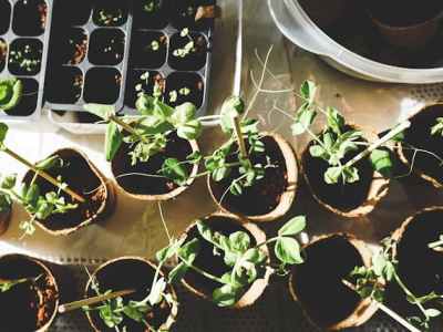 Een plant verpotten: Zo doe je&nbsp;dit!