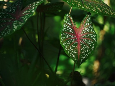 Zo onderhoud je je tuinplanten in de&nbsp;zomer
